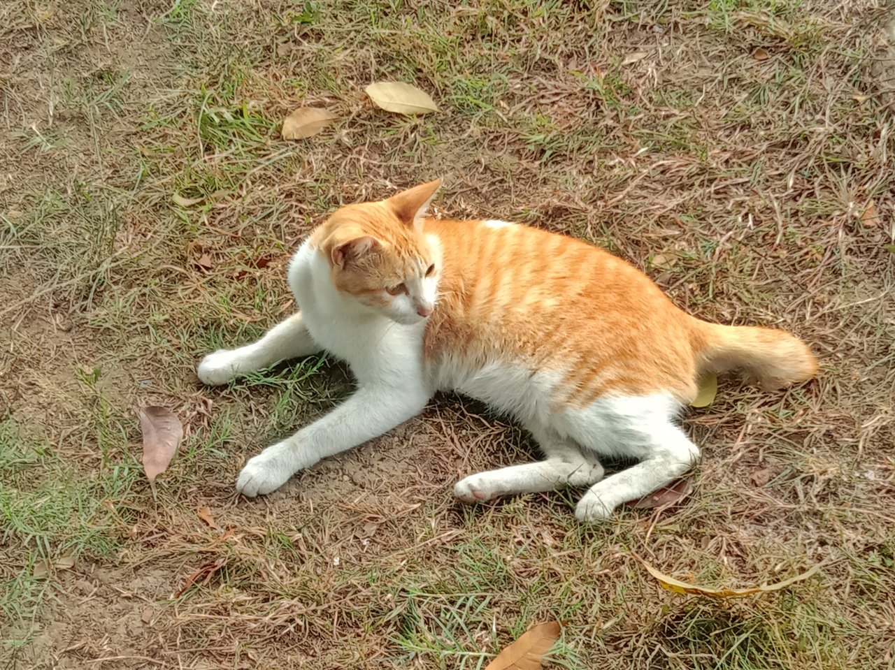 https://images.ecency.com/DQmUSsoQ5bu8U8nSypMJkWJK8NyYstYPZdVmzcX8R2rTEYT/1754067911430.jpg