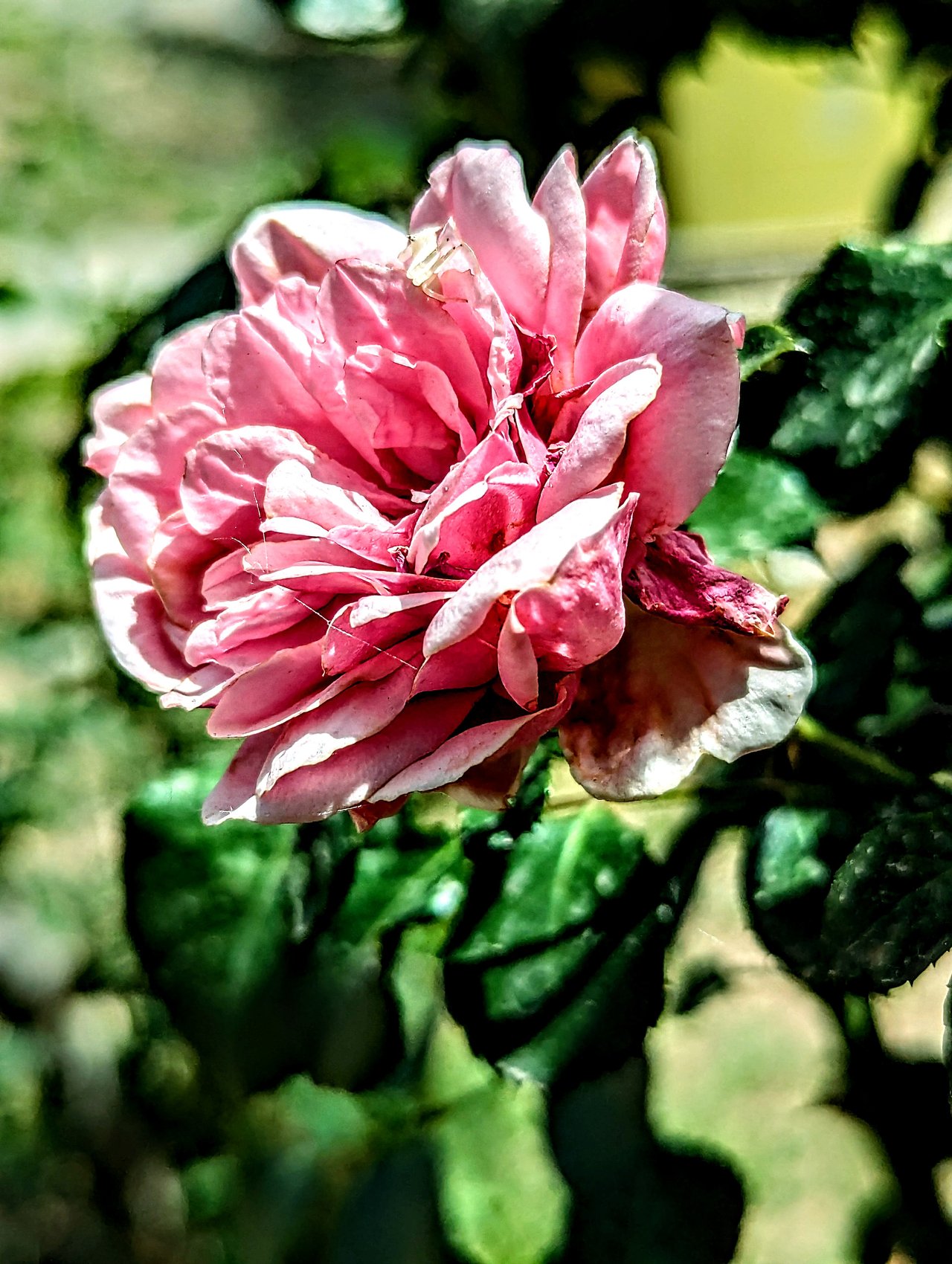 https://images.ecency.com/DQmUXEWXnPGsiWciqVNX59AU8hvKn1XpvTy1goEpkn37bJq/1746383262526.jpg