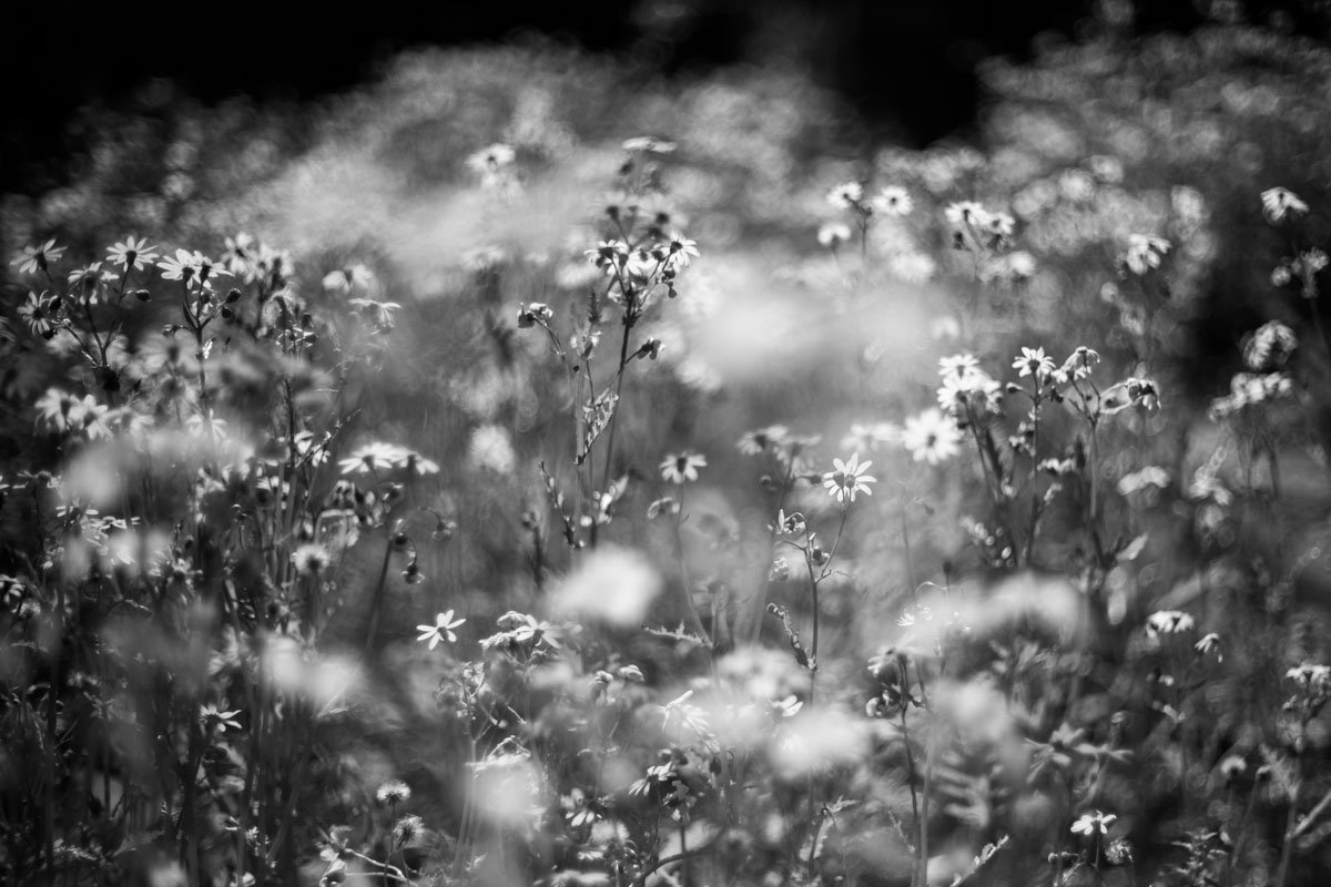 chamomile_freelensingr_2022_by_victor_bezrukov_1.jpg