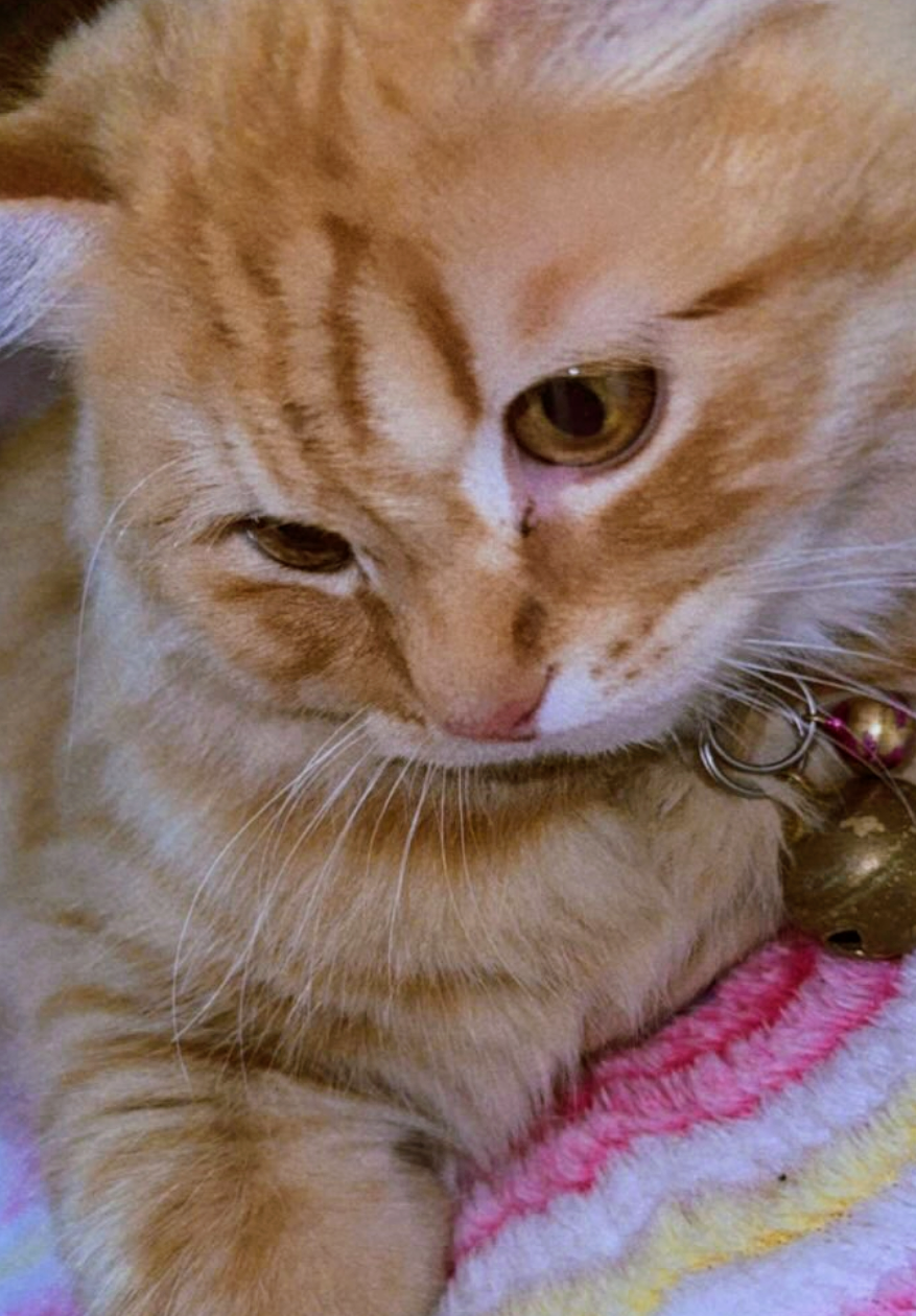 photographs of cat