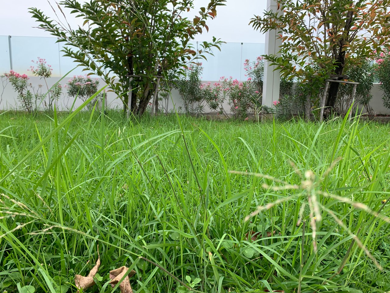 https://images.ecency.com/DQmUrTTgJE7cFGHBjZAnJTxXgkUgwXxruFkL9PXkQMcyjBS/garden100.jpg