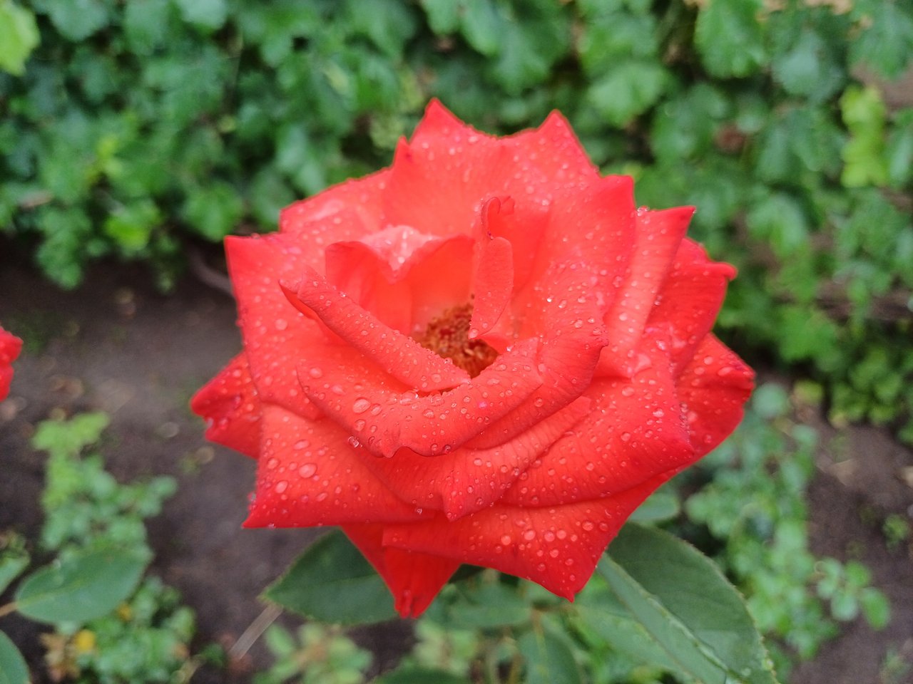 https://images.ecency.com/DQmUzSvgTy53VmjCh5U7Q8EqX4hXphwxBEie8E6h3PDkGnp/20250719_141405.jpg