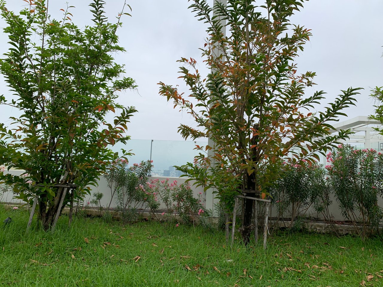 https://images.ecency.com/DQmV5RkP9Ef4XGBDbetqm2KV4dNXorMuURRjDxmg25jB1qe/garden101.jpg