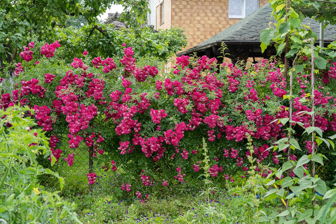 https://images.ecency.com/DQmVAkPVbucg29TgH3zu7xpfnL78F4VaqmToStN9jKDsE5Z/dsc09501.jpg