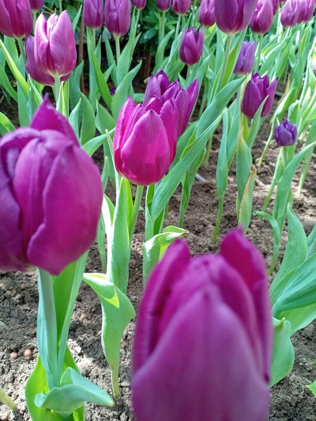 https://images.ecency.com/DQmVBvxUJ1T53UhD5ve1E1xMkWZH6o9EqR3j9x6PPGqzCHU/tulips9.jpg