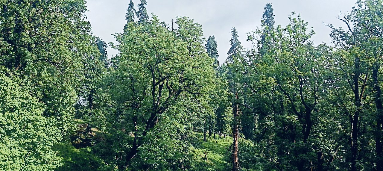 https://images.ecency.com/DQmVC9miMJbpzta5EAW7ocY8rGKotKUjfo3VHWePMLSUef1/img20240629080005.jpg