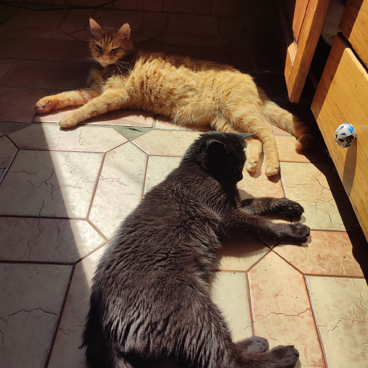 Even our feline friends suffer from the heat. (ENG/ESP)