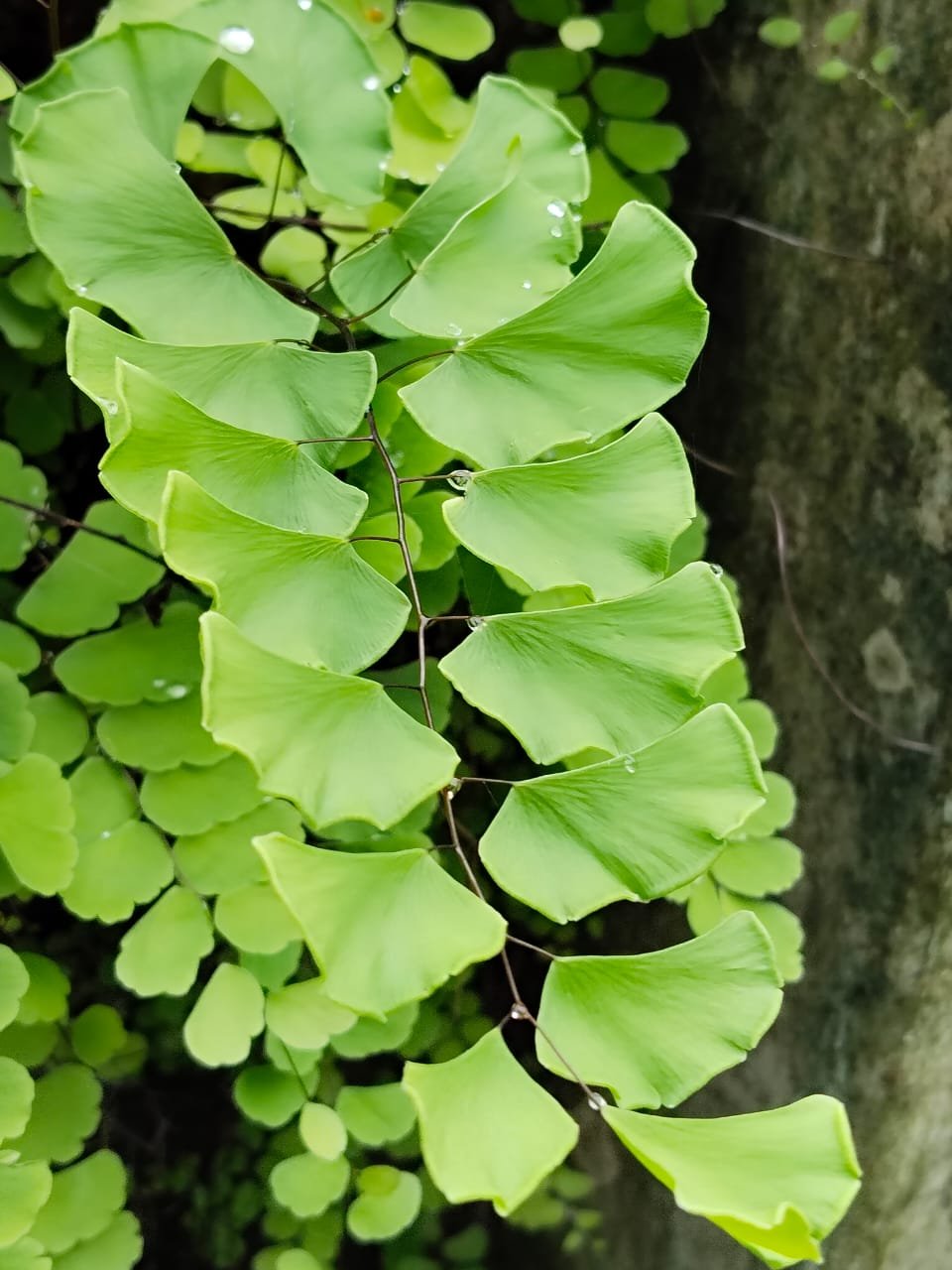 https://images.ecency.com/DQmVFa9dKpypQP7mFcUPFXPMbqG7up5kRnsQpaf8Nj1cAKs/zx001.jpg