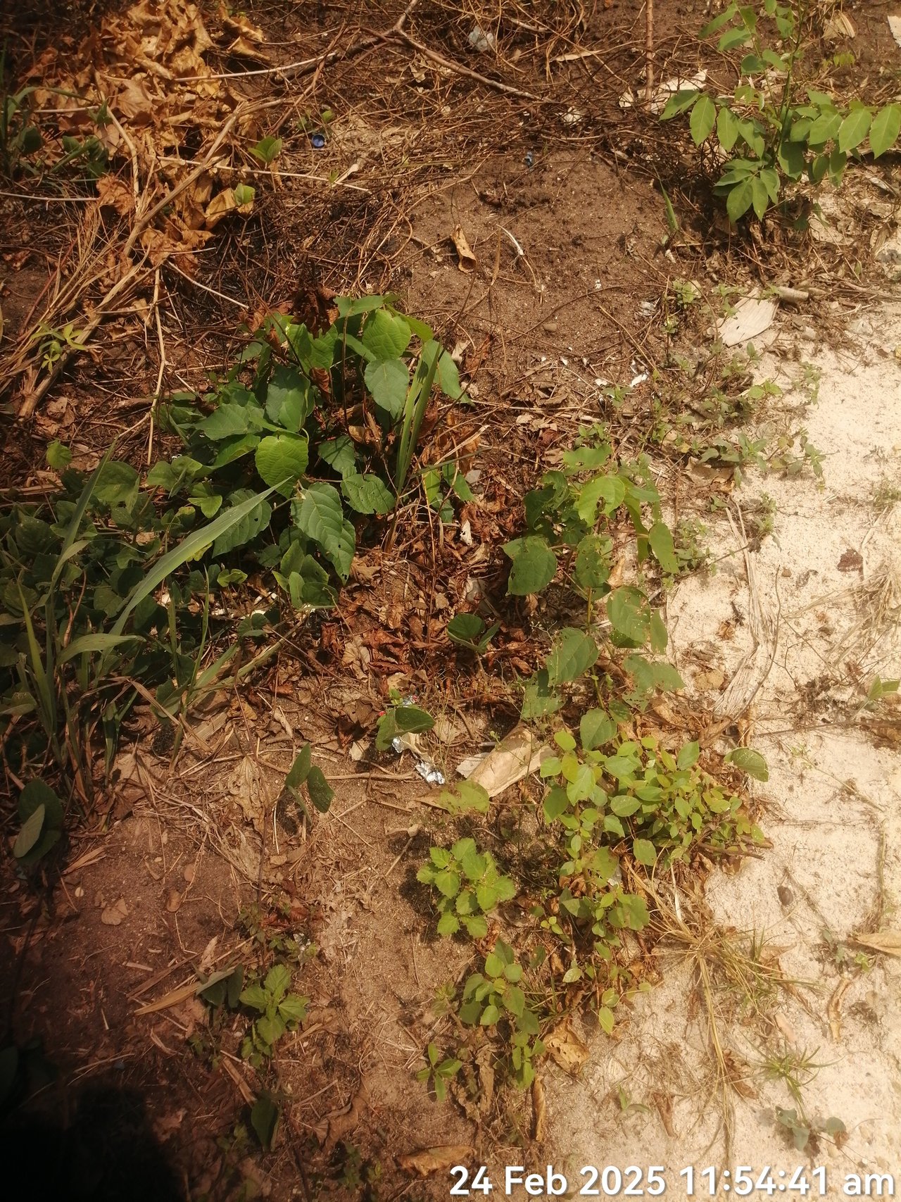 https://images.ecency.com/DQmVJJDofbFkp5hMPY5JdLvNtJub6mXnvSS9W9jjQ8xnTJR/timephoto_20250224_115441.jpg
