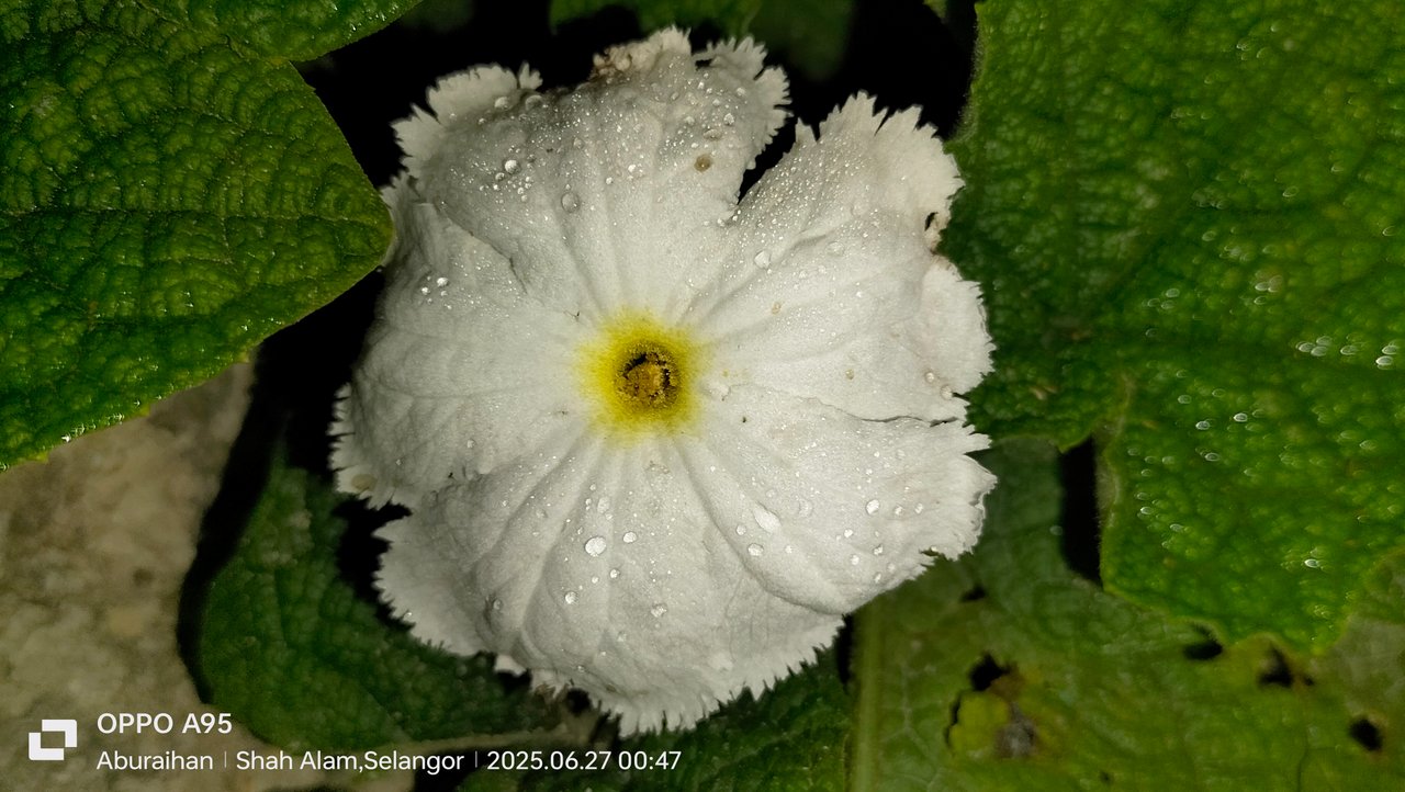 https://images.ecency.com/DQmVLCmonUswsyo3ven5EUtn31NzisQL4DpbhH8wUTC4Rg4/1751003498104.jpg