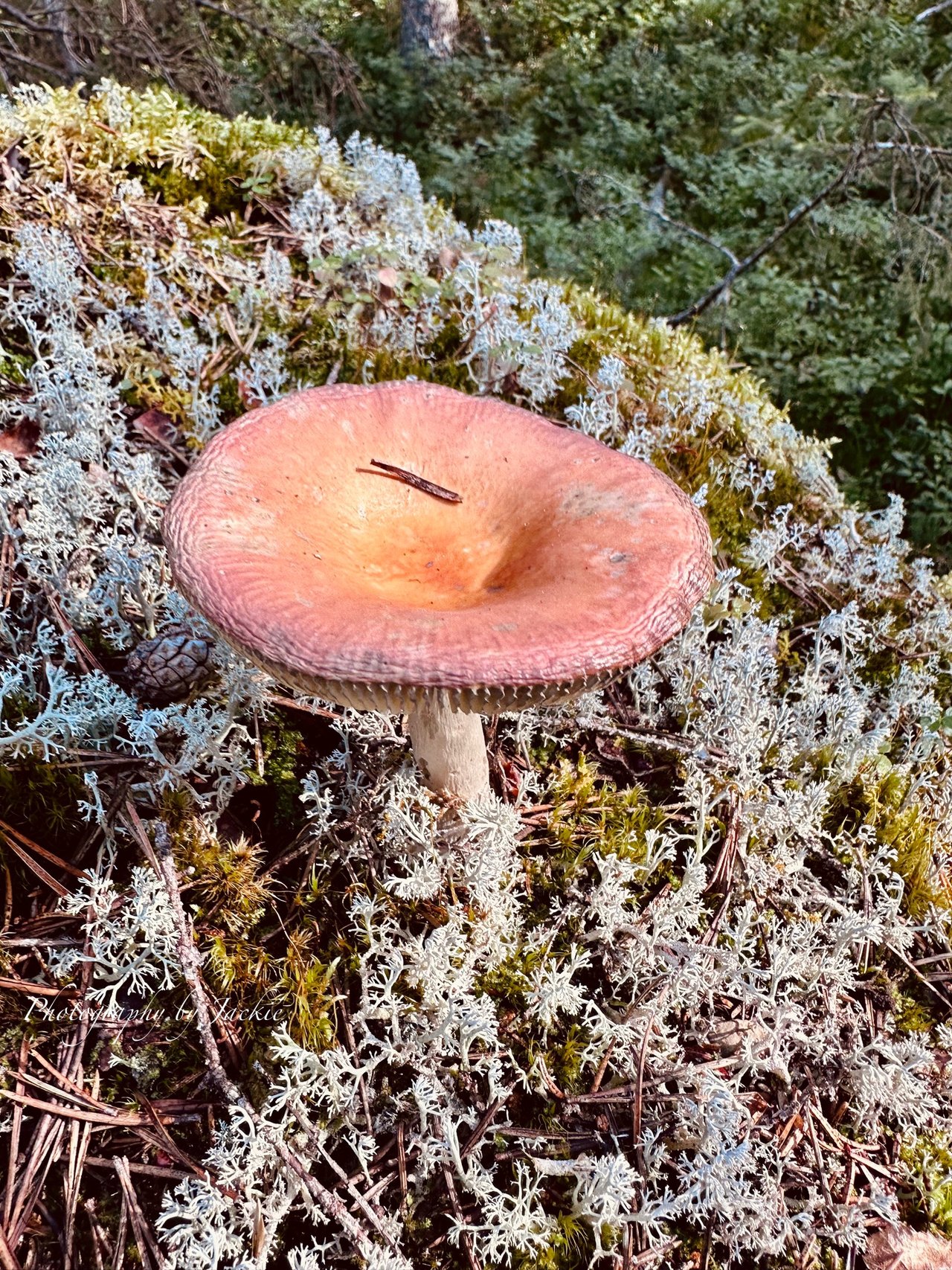 https://images.ecency.com/DQmVRSa3zJQihv2VSx7mfoRZt3V1WtnMGrHbaX3b3FHwS4e/img_6781.jpeg