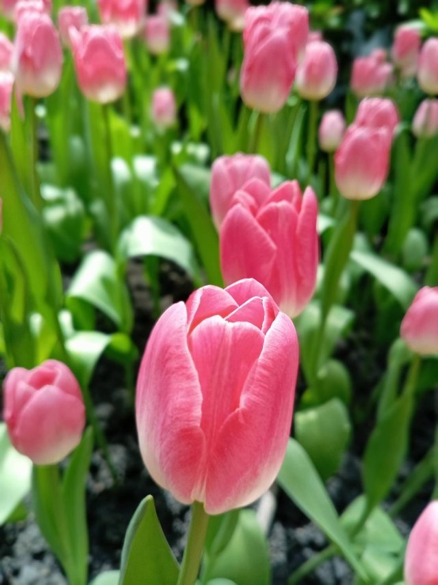 https://images.ecency.com/DQmVVBuHhaQswvSA9ehmV65jFEDwJrBmfUqBzwS2nbwkgCP/tulips2.jpg