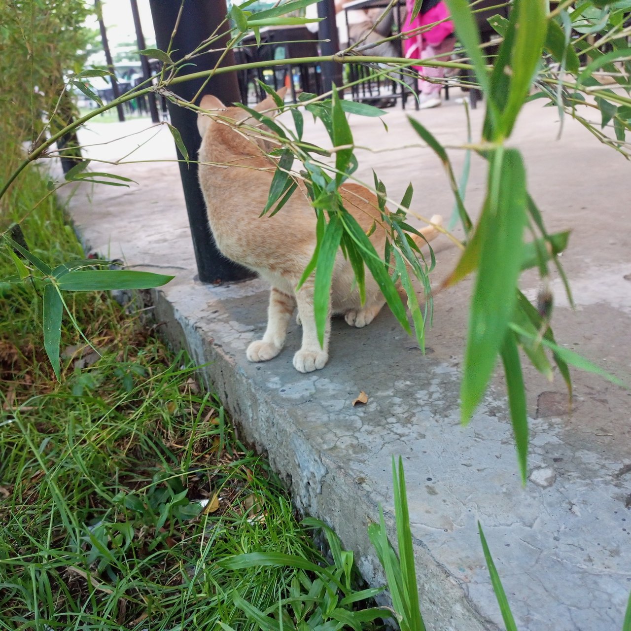 https://images.ecency.com/DQmVZCfGZJQWNxmkSNDb5QNT5925GZaGgYpVdWSSk77c5Ah/1747331177245.jpg
