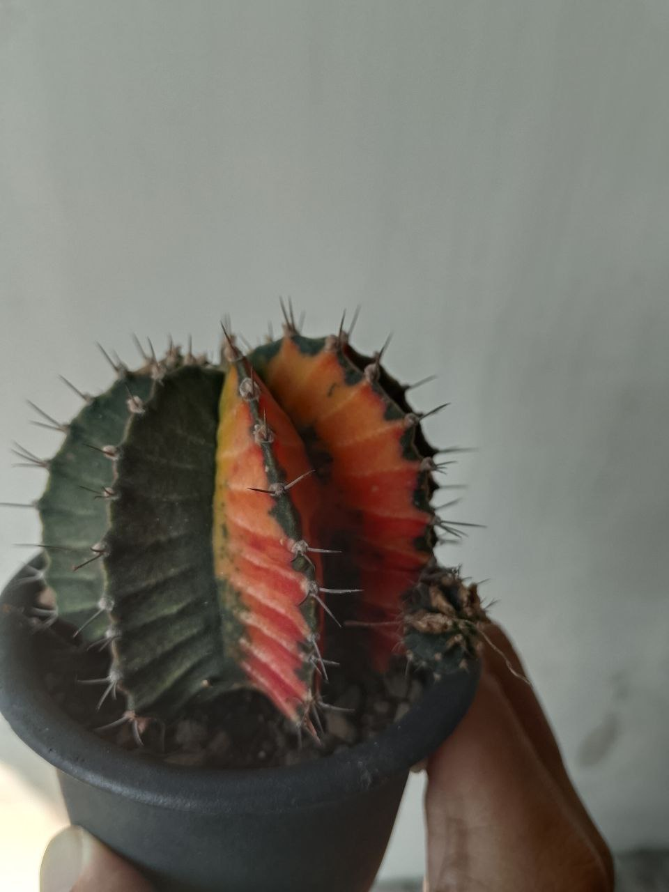 https://images.ecency.com/DQmVaLmUAEUErbLpYumhuV7HYWADwnNWK6qsHcUpQ12Wj3X/image.png