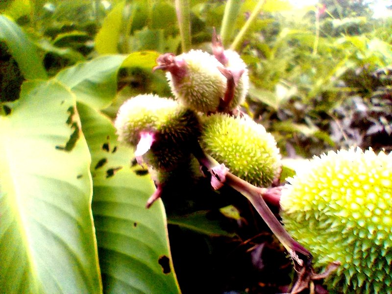https://images.ecency.com/DQmVc7qbnszxTBkQvhyphDHFG1pAdgKHunqofEyraibZdHt/img_20250611_175401_485.jpg