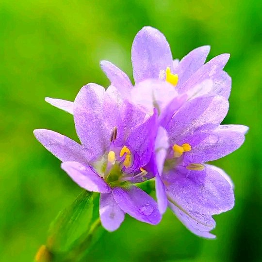 https://images.ecency.com/DQmVcEpwxv4asyLYcD6QcW9MpASeoyoPCN4Hzj8MxrEKUn3/1749566694139.jpg