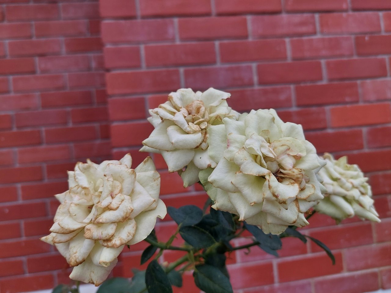 https://images.ecency.com/DQmVck3dxb56bz1eTZYK2892b9WzJguqfYPxMprVt4dbmcd/1750643683392.jpg