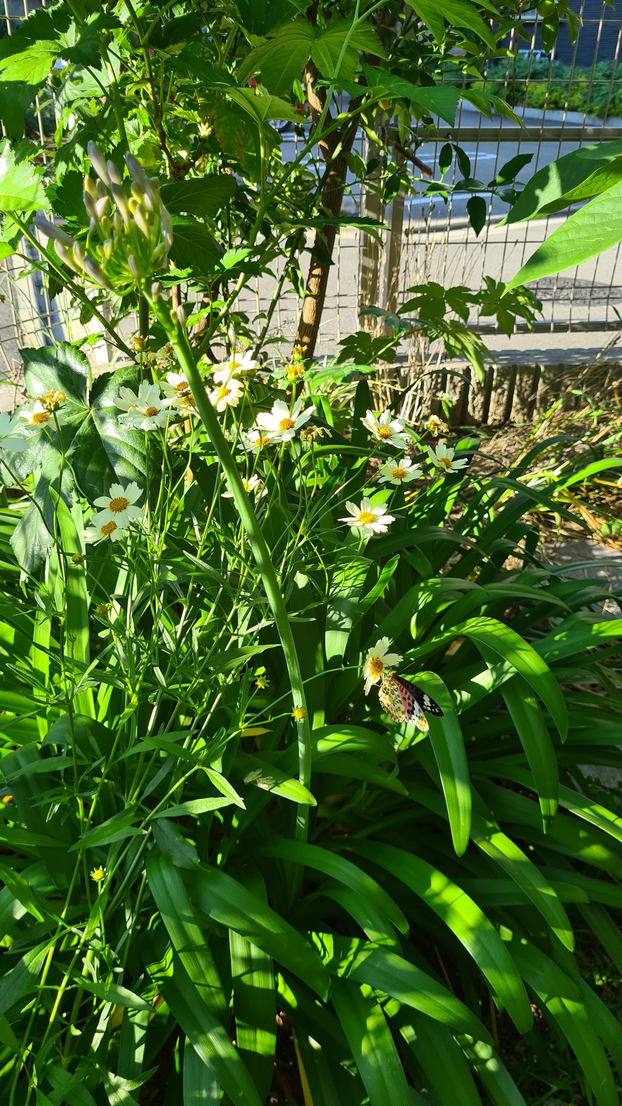 https://images.ecency.com/DQmVeaX1HDsRQgzqYp6xea1JCCjCcr55DmPwnixNtr4x8ro/1750171187102.jpg