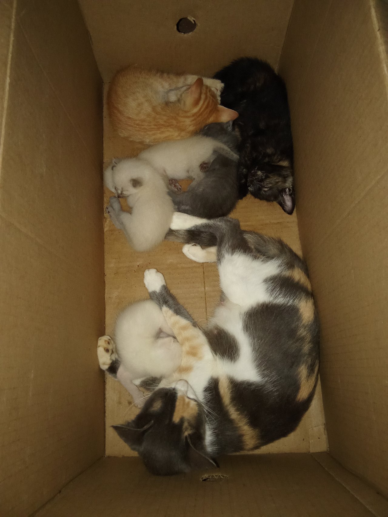 All our new kittens😺 together in one place while we wait for the necessary time to give them up for adoption//Todos nuestros nuevos Gatitos😺 juntos en un sólo lugar mientras se espera el tiempo necesario para darlos en adopción