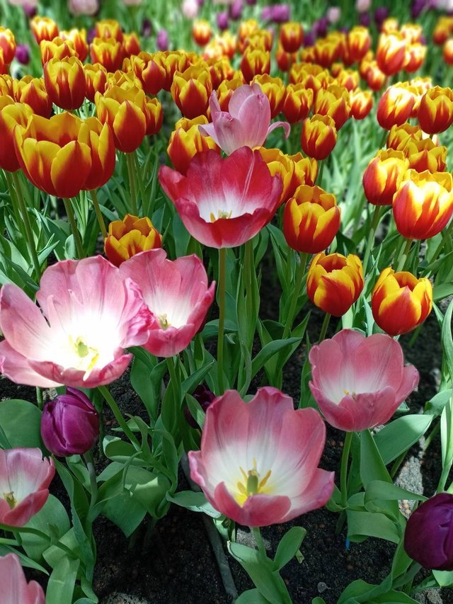 https://images.ecency.com/DQmVqzFNGLFLh5YgrbQHGNSRTER4WdUGzJNnSGJyMH9yNAK/tulips19.jpg