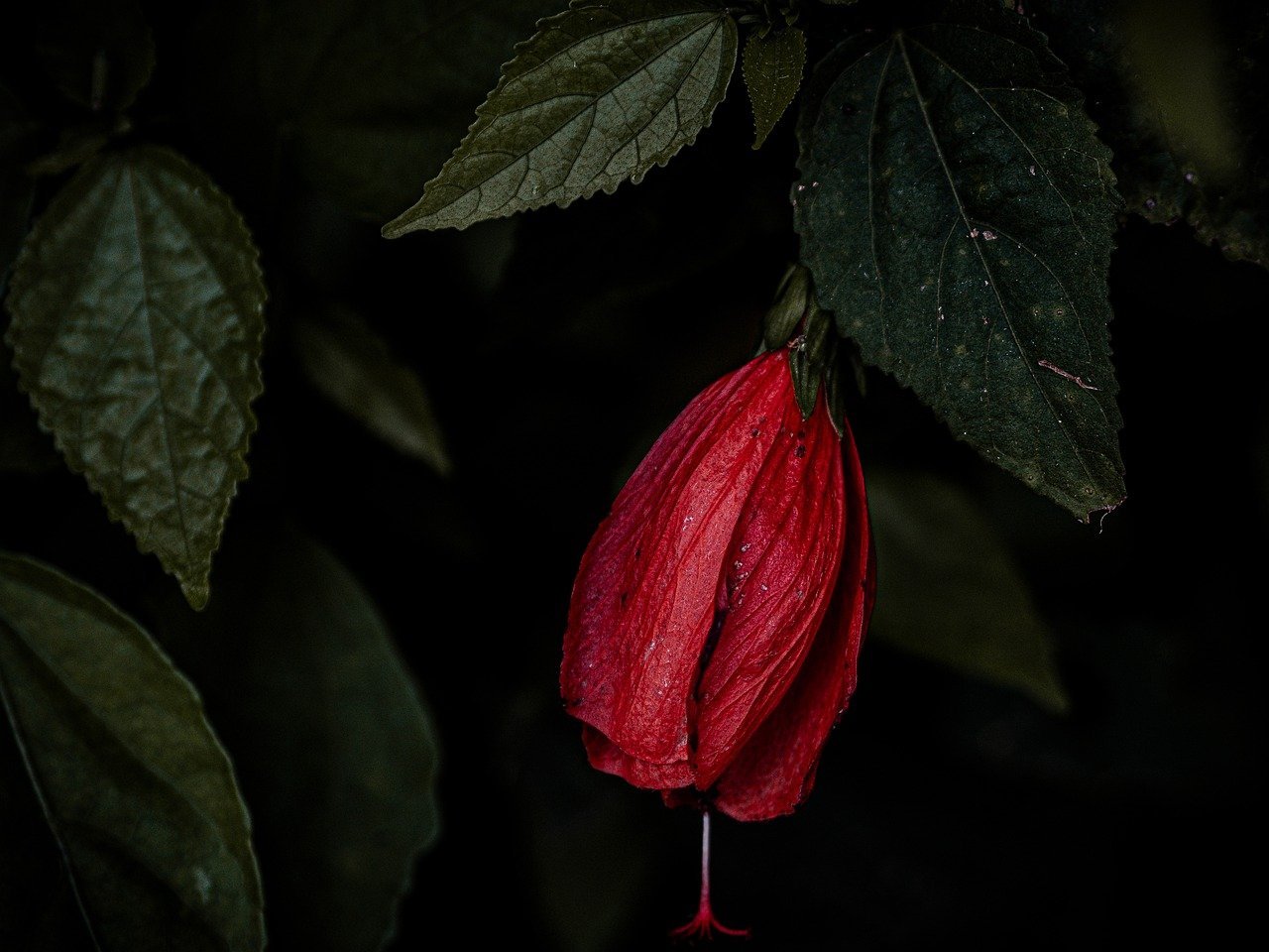 https://images.ecency.com/DQmVuwEoCLCE6KJSh8uPPVCr8KXfxcbVAGfVqT3hAmMNhv6/photo.jpg