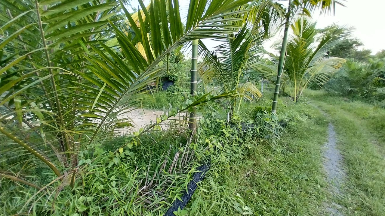 https://images.ecency.com/DQmWEmhFASMM4QfB1mPHsXPuNi9QUsiyUsbNHoeyScsGoed/1746085401267.jpg