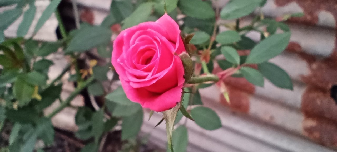 https://images.ecency.com/DQmWGxGgU83vHGhaZYs7TqZyDMqrXkZiu6VZjAPY4Xoaybt/img_20241208_065021.jpg