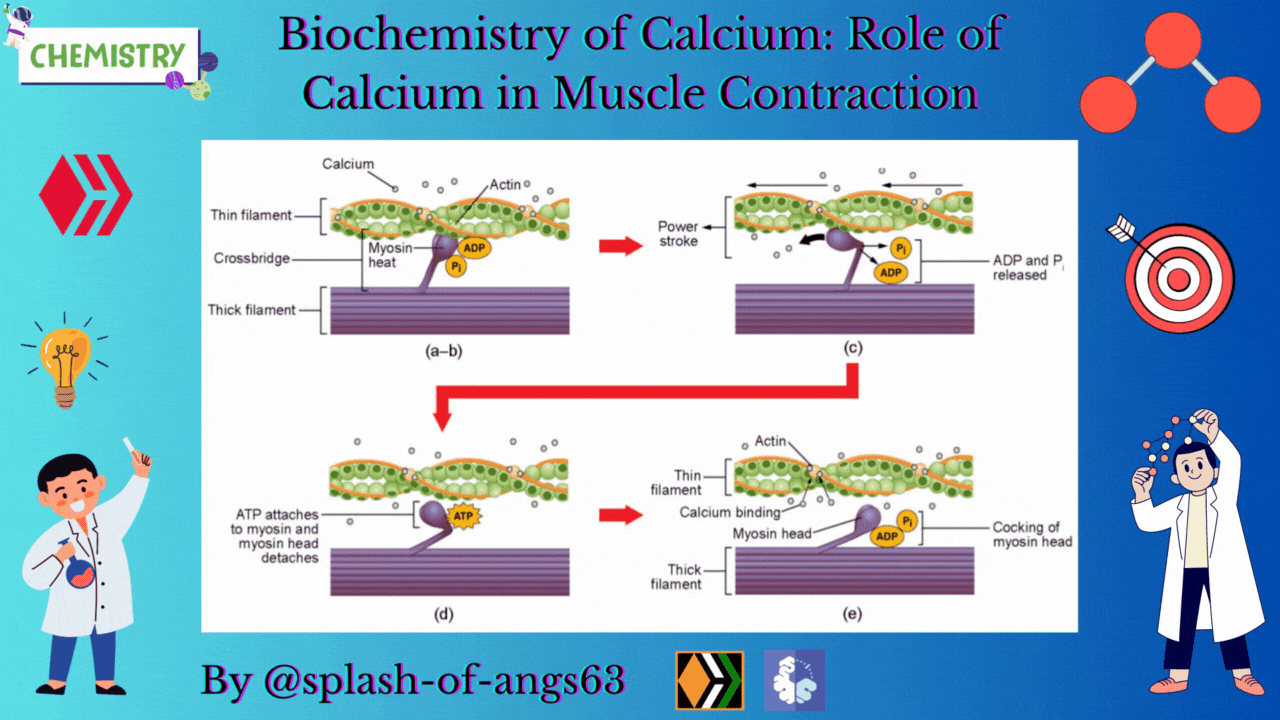 Biochemistry of Calcium: Role of Calcium in Muscle Contraction |ChemFam #38|