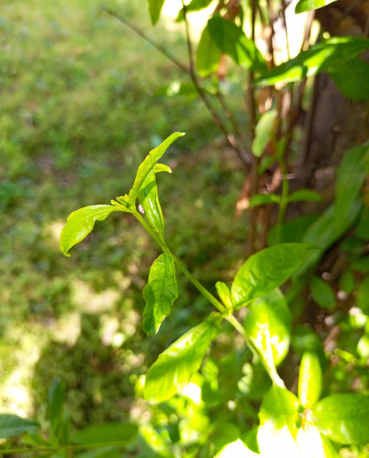 https://images.ecency.com/DQmWa4w2nTKKFuJqVDDeML2K5tyMxrDtNKa3MqpVkoFJn4C/1726671622103.jpg