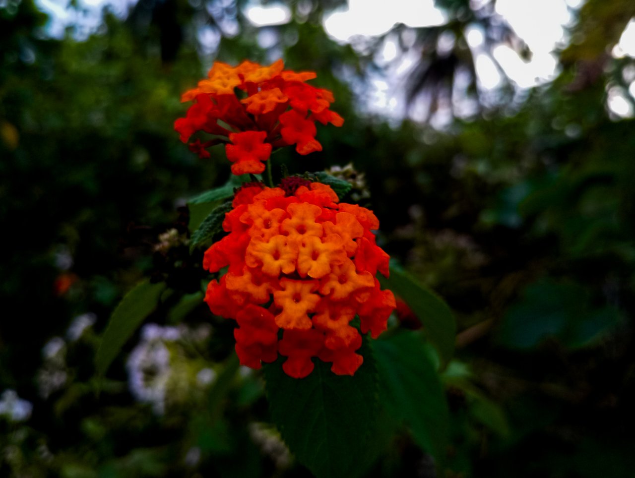 https://images.ecency.com/DQmWgDHj28Zg1sQ8hiF8vj16WtmmqEwBBkYDdLNJLzRBhRt/1000692525.jpg