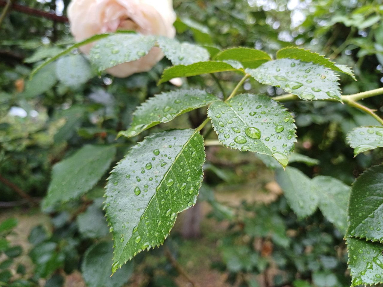 https://images.ecency.com/DQmWnZfhT1H6USCscBAjZzeC9aWaeGQ7LbncSxW8bYLkaX1/20250719_141239.jpg