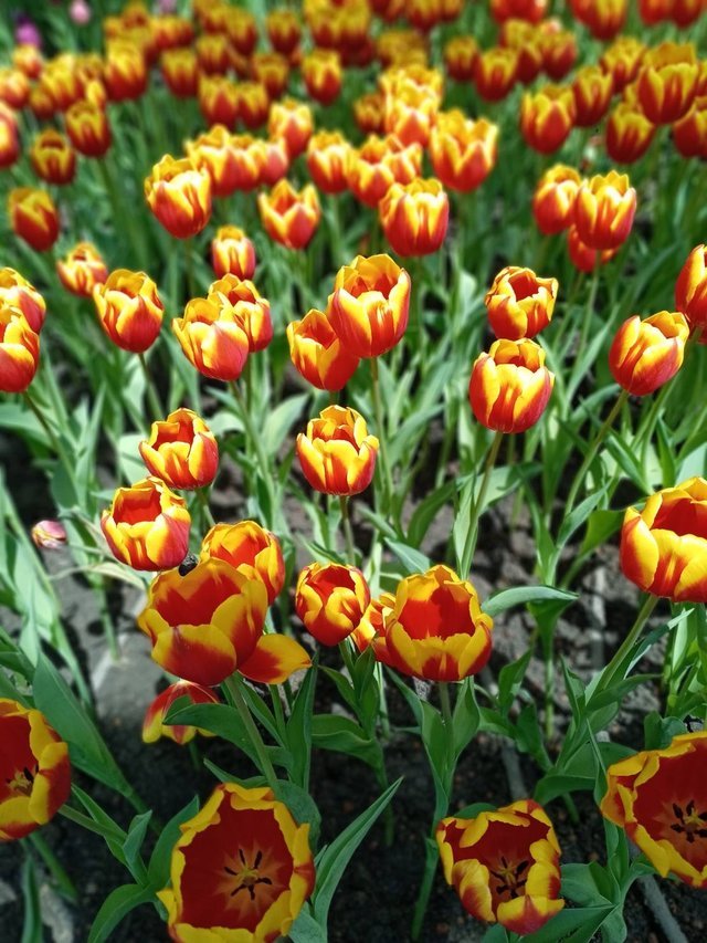 https://images.ecency.com/DQmWoJejt2Z5uwaEKBDN399i83hvzBQk39cXKe5waE85J1a/tulips8.jpg