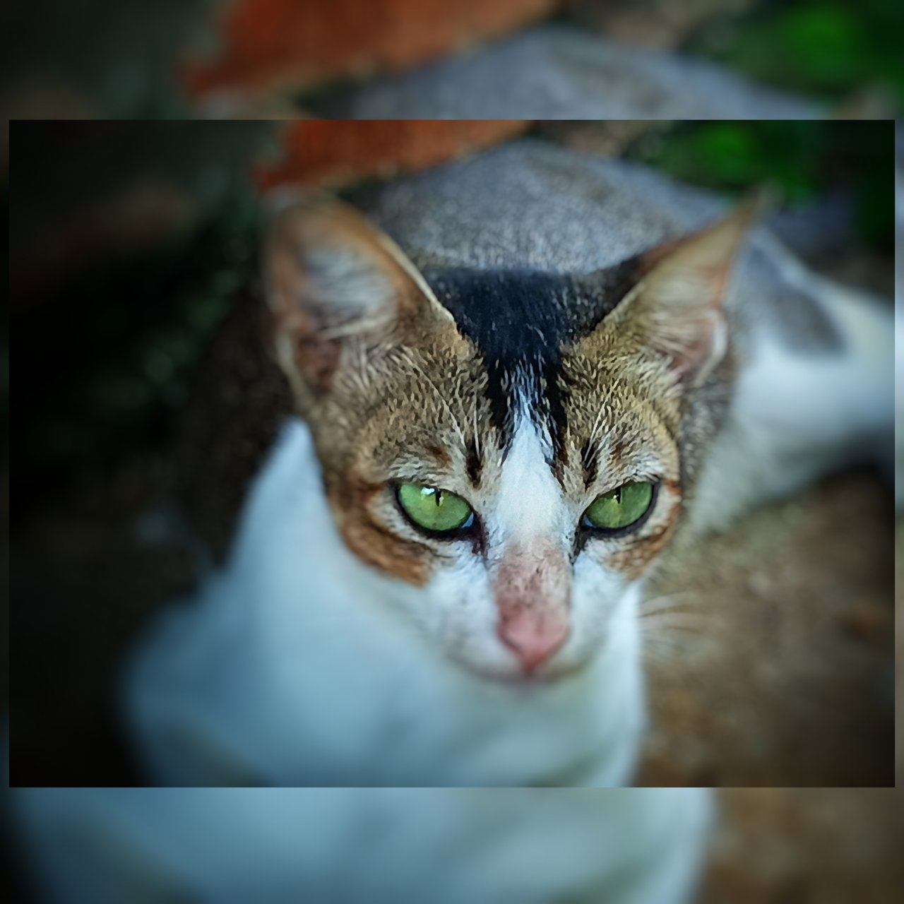 https://images.ecency.com/DQmWocPikgYAnLBiarWk9xjCBVBF1MVVCcKTvsYS687S1Ww/1751876483700.jpg