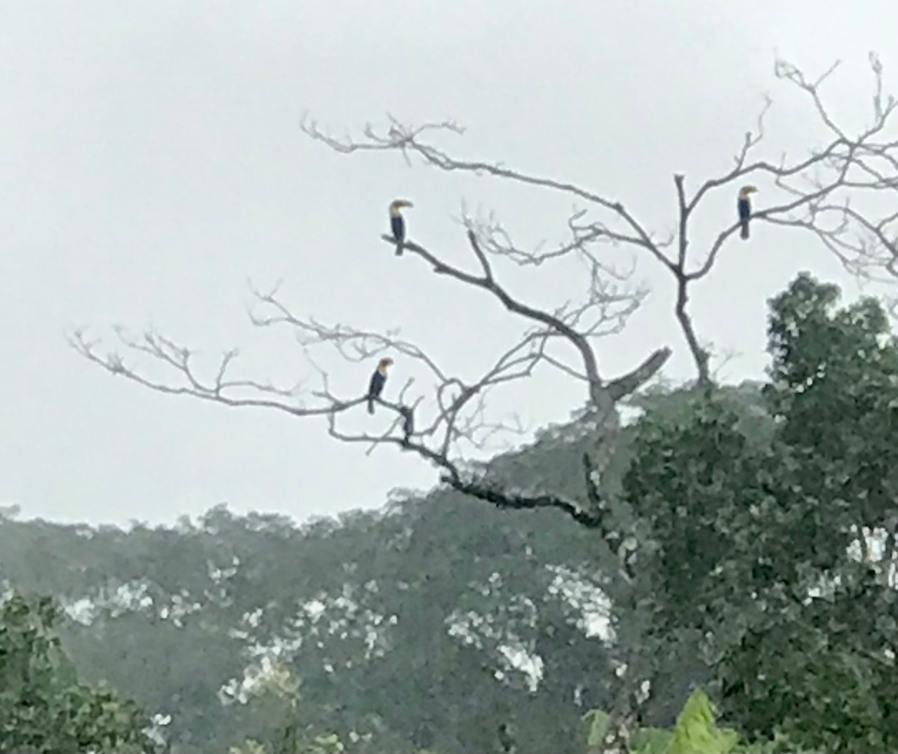 https://images.ecency.com/DQmWvx9hud6A1sJT4CovEqHZ7atd286R5UFP8VmSMdqNWnW/63e6864a_ebc9_4392_ada9_e1eefddab3c7.jpeg