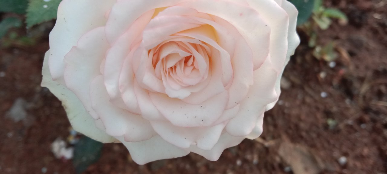 https://images.ecency.com/DQmX12gXMxK1ENPpyDY3q33TYuhyuN7K7ZbBieSJaqo4qAa/img_20241208_071017.jpg
