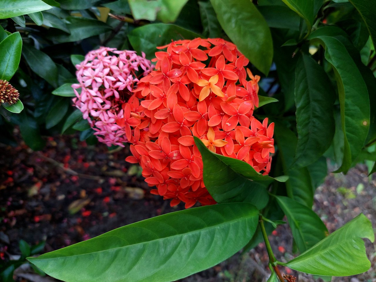 https://images.ecency.com/DQmX1vFjEe1vwFGp2FUX8b5HuXeMUuBXhTqdLNeCewbiVgn/1751424632695.jpg
