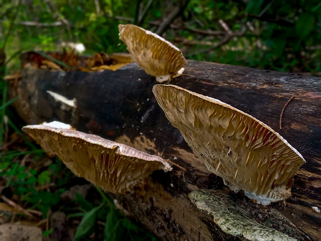 https://images.ecency.com/DQmX37tusZNtyaYaguQq3zDQofHT2DKLAQswPJqa6xhdkpR/fungi11.jpg