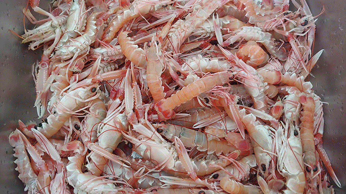 shrimps.gif