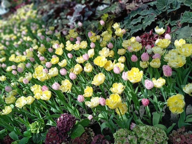 https://images.ecency.com/DQmXBhBmw69DVzaoZoQAKPrteJAj9VjskFjFS3CGstaMZTR/tulips24.jpg