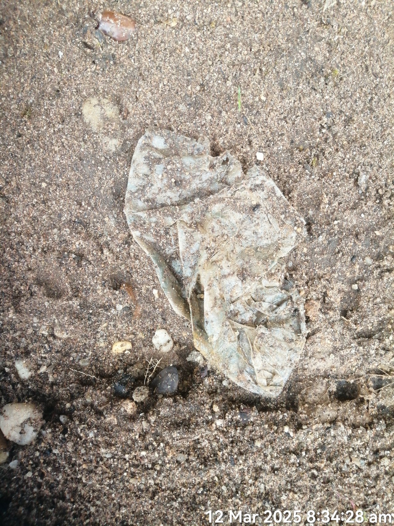 https://images.ecency.com/DQmXQshd7DMH87LUs3Xsth5yeEdGV1yphBnh4UwwfchTyfa/timephoto_20250312_083428.jpg