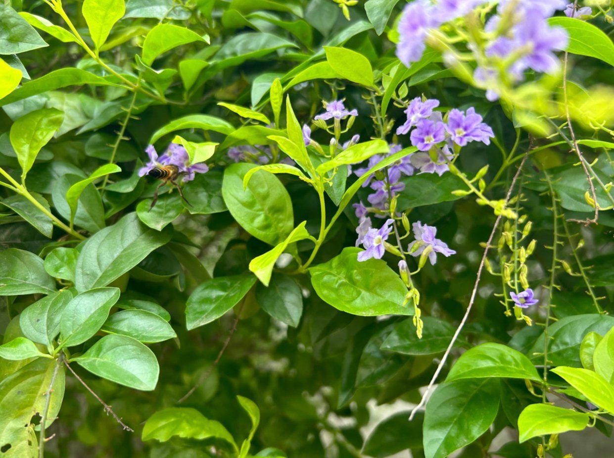 https://images.ecency.com/DQmXUTQydMK13A9pDnht27HvPjmncScAZFNiD1o9wNVH2VX/20240928_112706.jpg