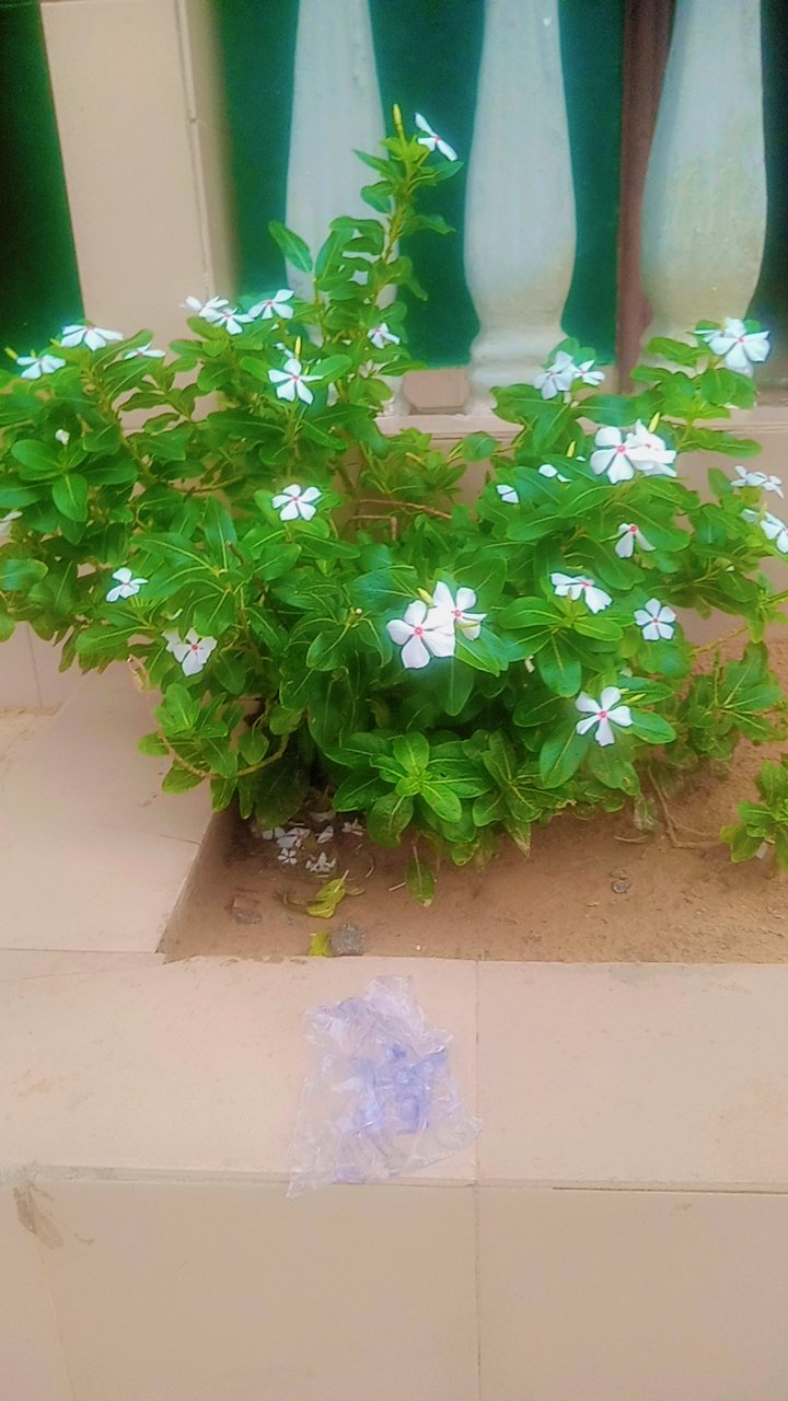 https://images.ecency.com/DQmXYQHtJt3bAQfD3dGxPsFpTi4ywT84i7bT5WfffAiLVAe/1751142389978.jpg