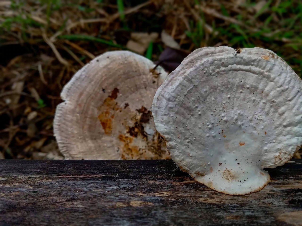 https://images.ecency.com/DQmXYXeUZ7mMvisYniipiBbWUieKYVVHpnfDjmhhn1Y6pRu/fungi12.jpg