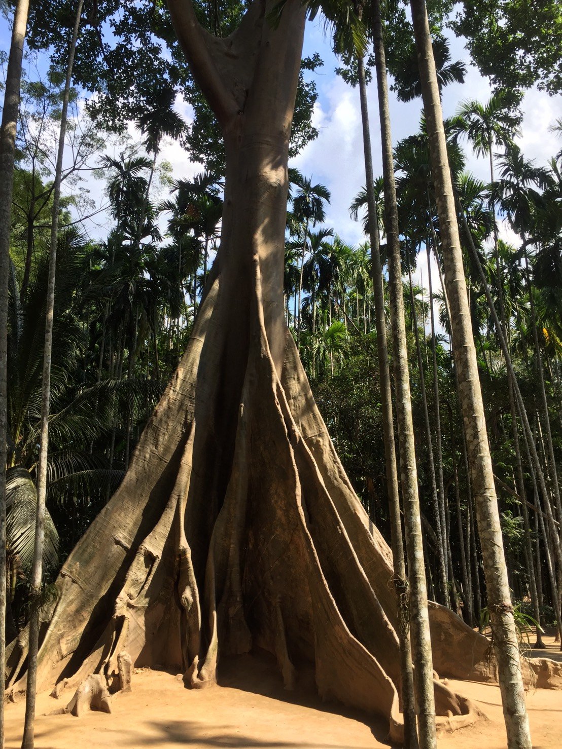 https://images.ecency.com/DQmXYzSdtdUL7aasZKwNvvD87G4ZBnw1qdtGHr547q7SGNw/giant_tree.jpg