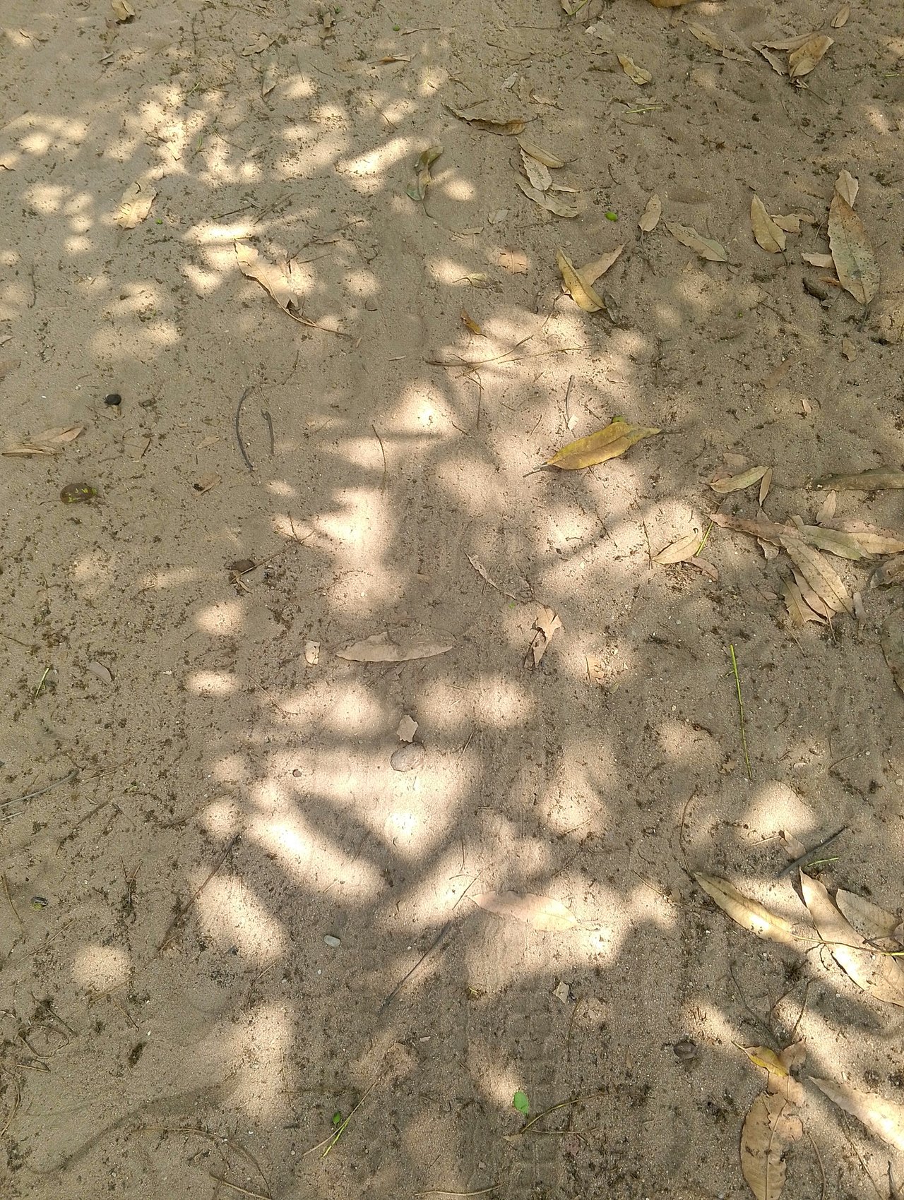 https://images.ecency.com/DQmXZiUSFx1B1XvikKXoQdoJbSZp8Vd2YNmMNqh3CfrinYi/1737126189644.jpg