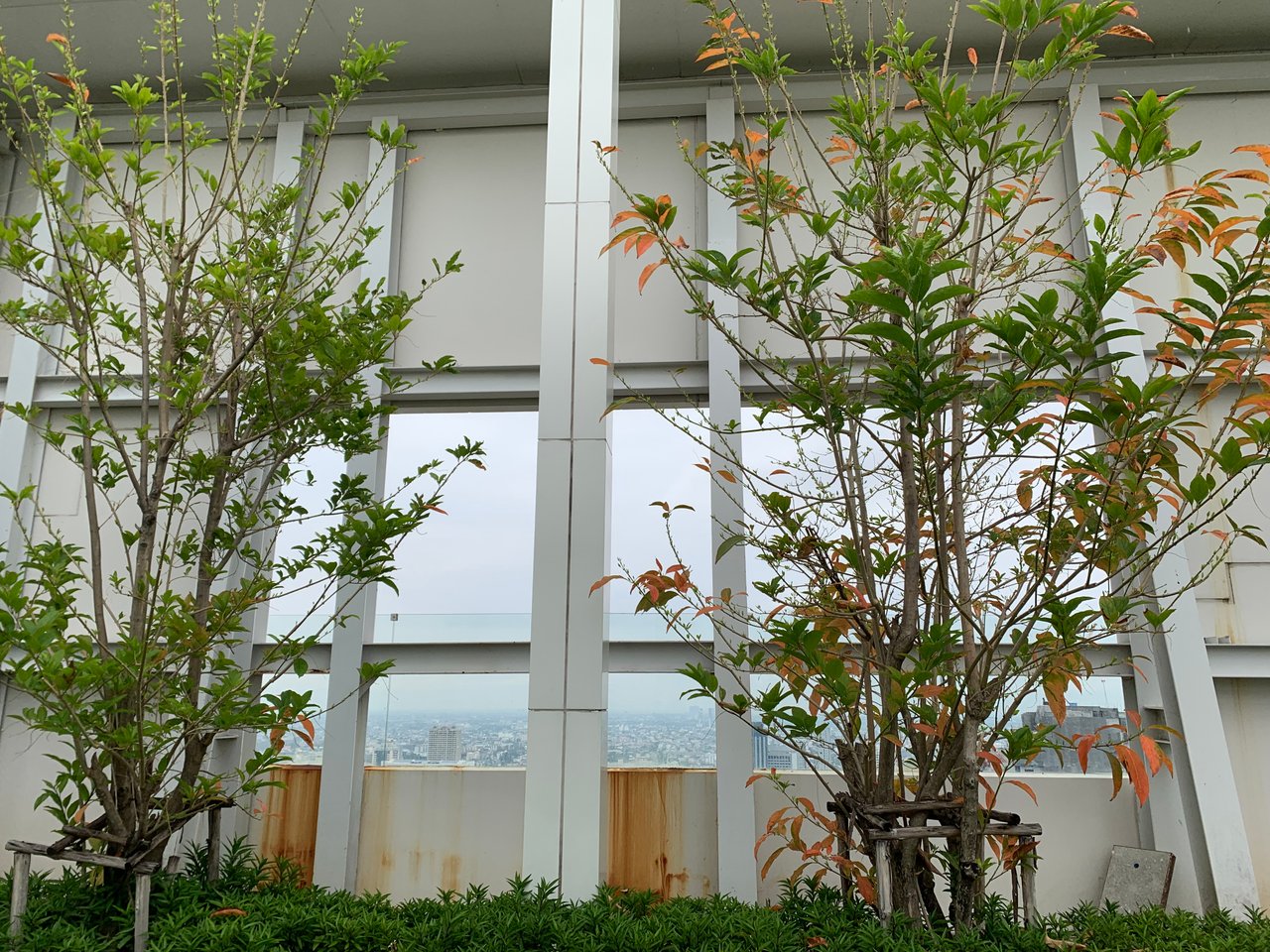 https://images.ecency.com/DQmXgf4PvtRD5y91po4M4rVMfnTtfZsE5gSg1J9iPYfq2mG/garden104.jpg