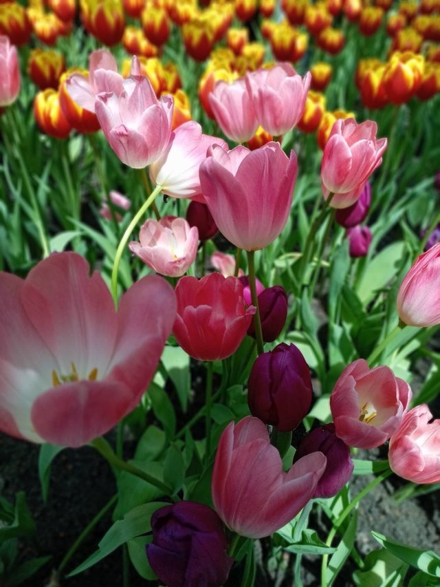 https://images.ecency.com/DQmXkEJoy4unEtngRdrhuvt6BYkCzPziFqujpCgpscsGAfC/tulips18.jpg