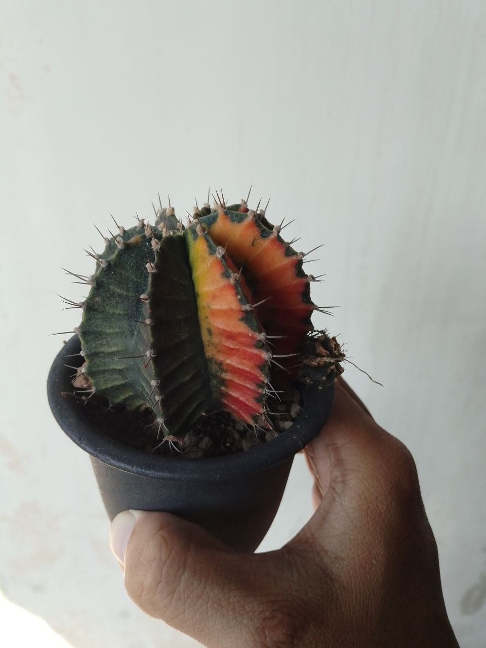 https://images.ecency.com/DQmXn88DK1cpkW77WyhSoVyRxVigXrR7hqPBVYCKCRirYpJ/image.png