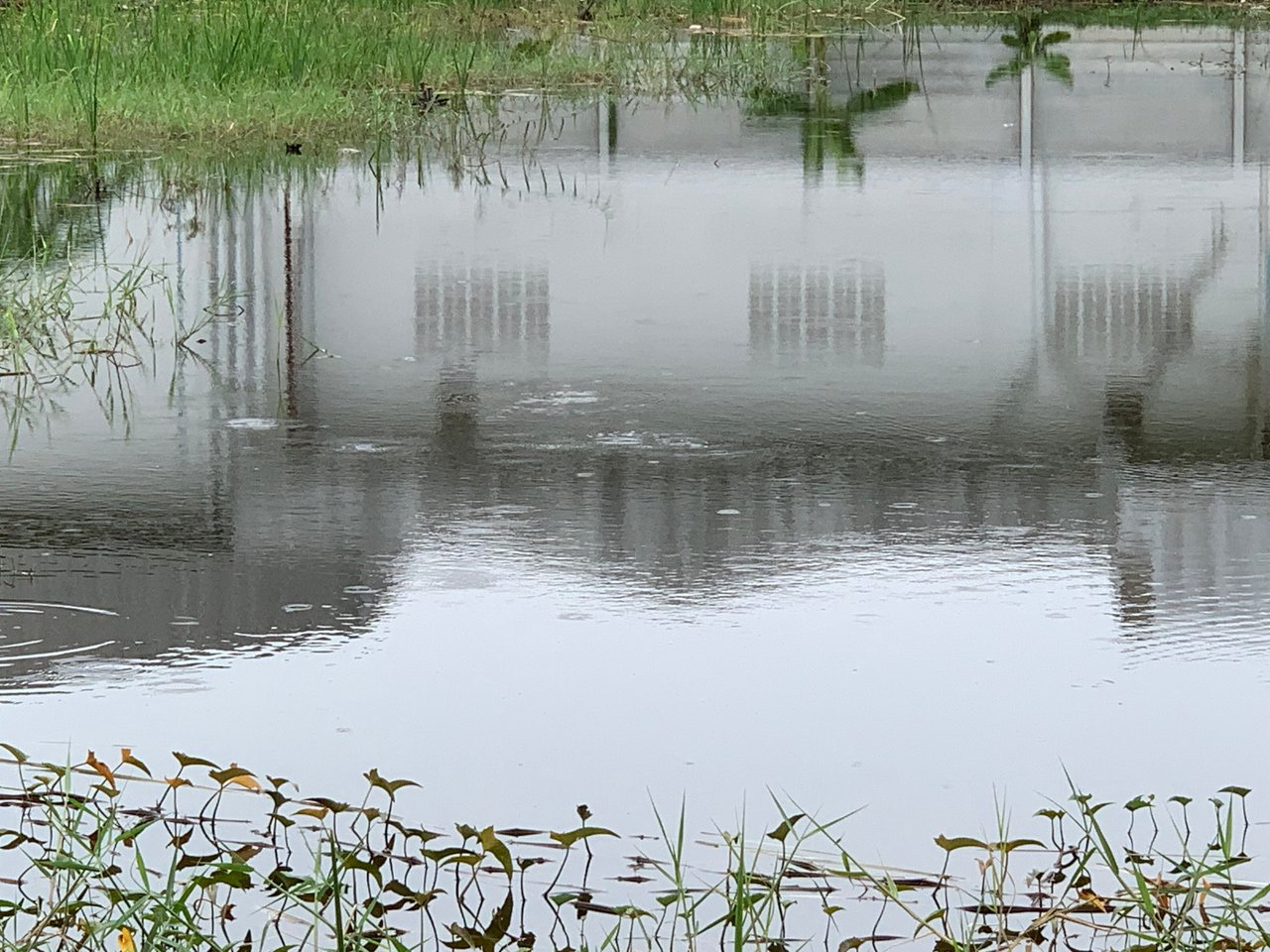 https://images.ecency.com/DQmXxVuTxRknXXAo8ipS9UyLSHVrzUqMTvz78RWnY9goKLz/nature104.jpg