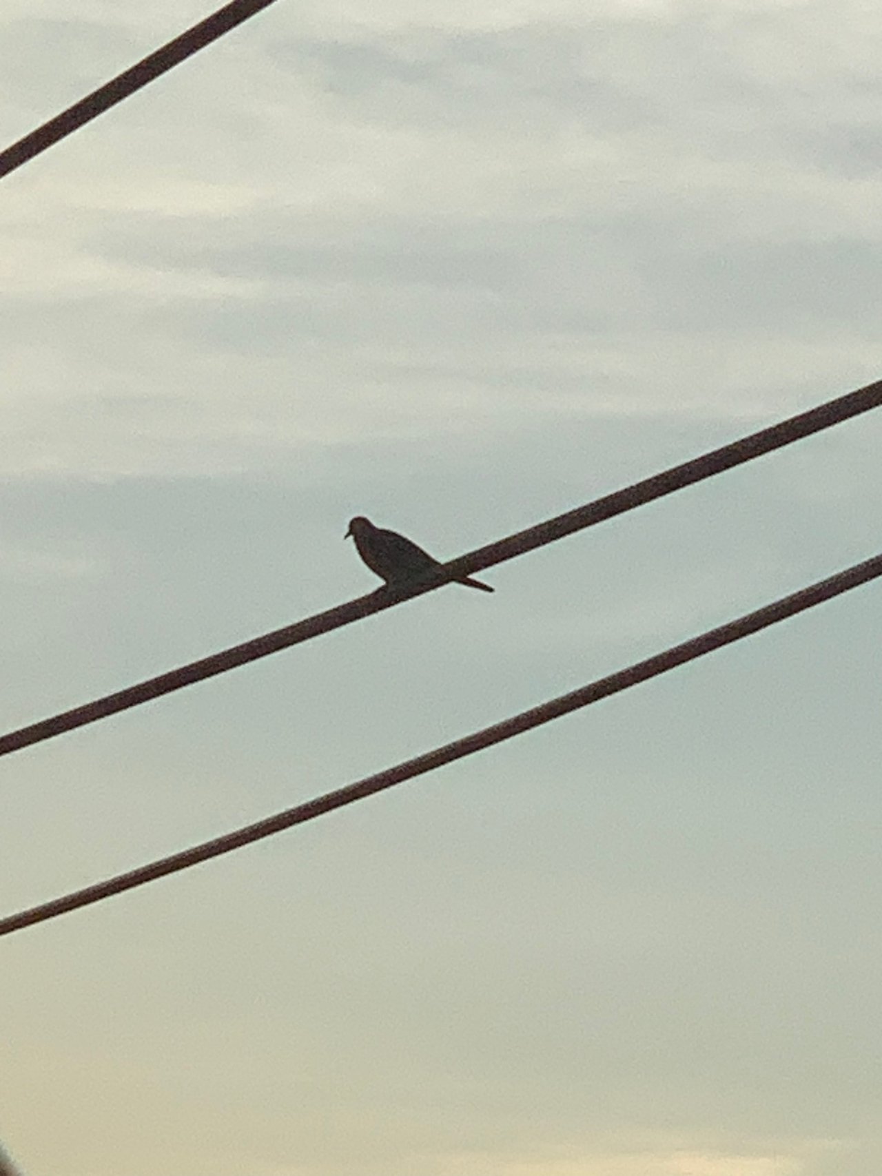 https://images.ecency.com/DQmXxhcPRGK37e7a5MkSozeuujL5ccTkvvFHzUhnqE7amqY/bird1.jpg